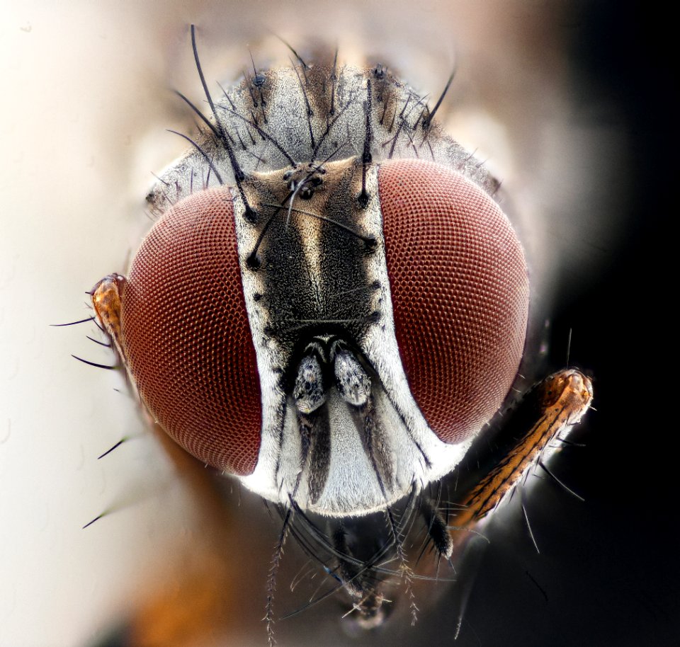 Tiny crushed fly, face 2020-11-02-19.07.31 ZS PMax UDR