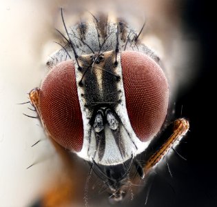 Tiny crushed fly, face 2020-11-02-19.07.31 ZS PMax UDR photo