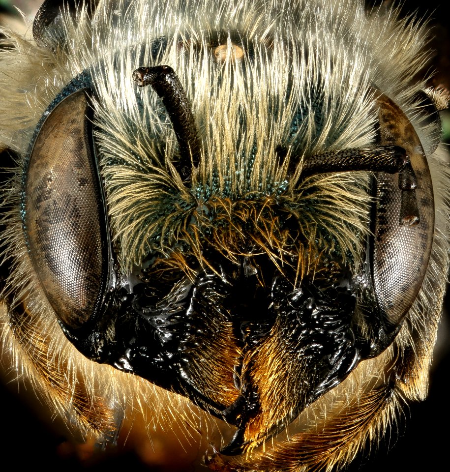 Osmia georgica, f, face, Talbot Co, MD 2016-01-15-11.45