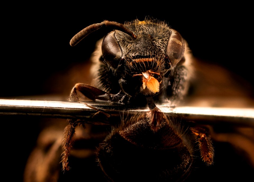 Lasioglossum nelumbonis, f, face, Prince George's Co., MD 2017-06-17-15.44