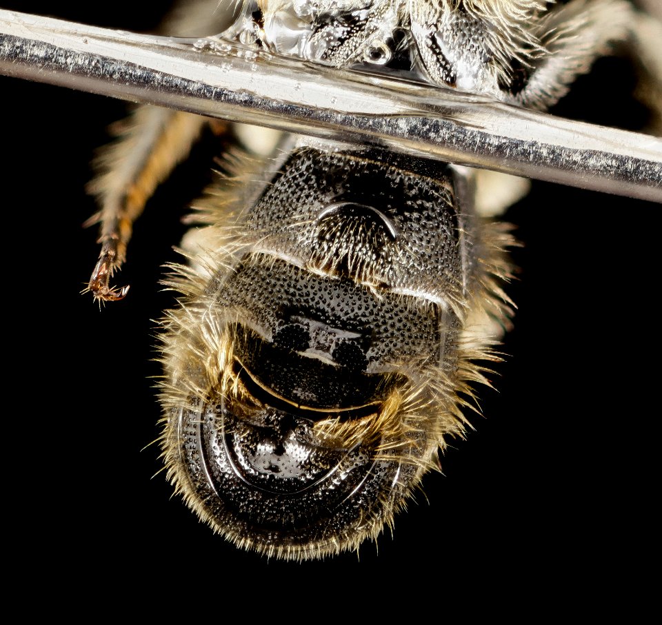Chelostoma rapunculi, m, tail, ny, warren 2014-07-05-19.05.06 ZS PMax