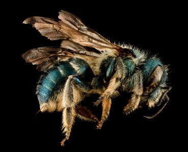 Osmia conjuncta, F, Side, MD, Carroll county 2013-08-09-18.10.19 ZS PMax photo