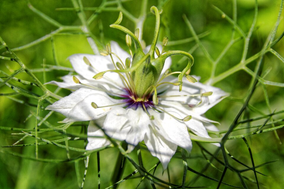 Blossom bloom flower