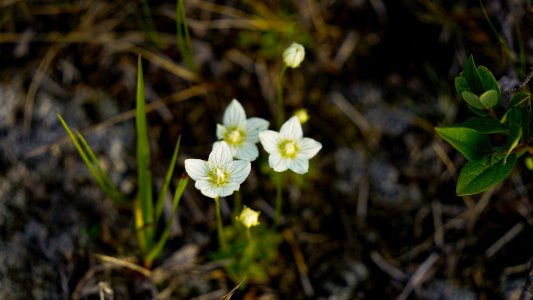 Bog Star