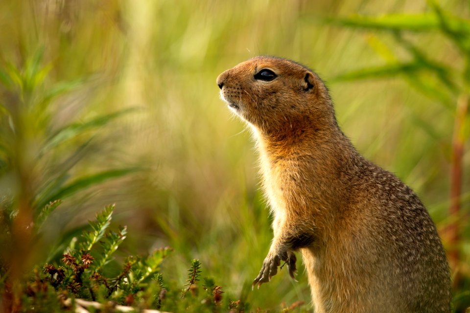 Arctic ground squirrel