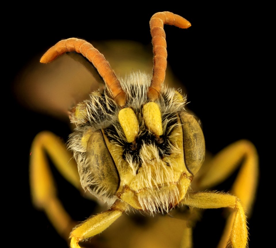 Nomada annulata, M, Face, OH, Washington County 2014-05-23-17.01.04 ZS PMax