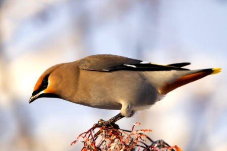 Bohemian waxwings photo