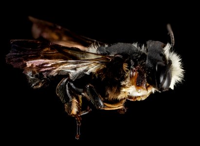 Megachile xylocopoides, m, side, md, kent county 2014-07-22-09.28.58 ZS PMax photo