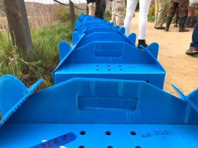 Endangered Ridgway's rail release, Batiquitos Lagoon, California photo