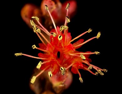Acer rubrum, staminate flr. 2, Howard County, Md,  2018-05-17-12.41