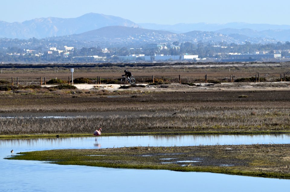 Flamingo with Bayshore Bikeway