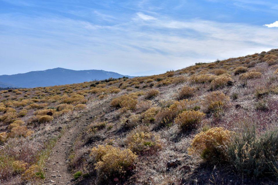 Landscape covered in invasive cheatgrass near Reno, Nevada