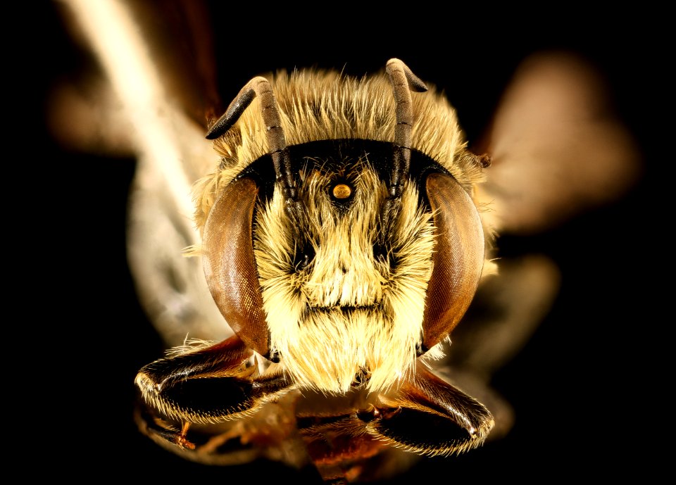 Megachile mendica, m, face, prince george's co, md 2016-04-19-10.57