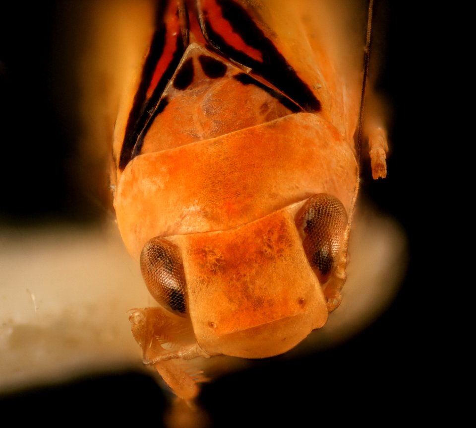 Coelidiana undata, m, brazil 2016-02-23-11.57