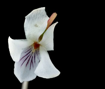 Viola blanda 2, Sweet White Violet, Howard County, Md, Helen Lowe Metzman 2019-10-23-11.32.19 ZS PMax UDR