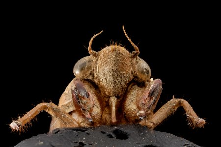 Cicada shell, face, upper marlboro, md 2014-07-10-19.48.51 ZS PMax photo