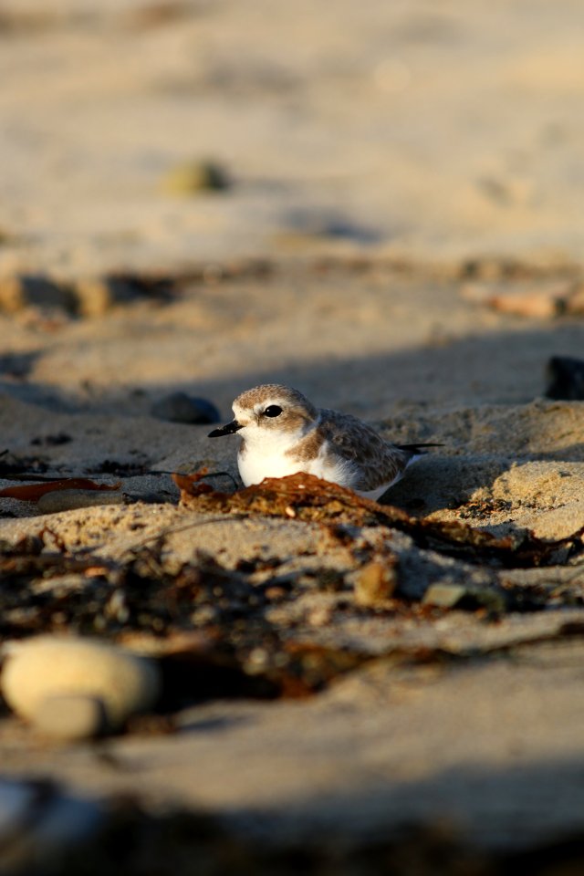 Photo by USFWS.