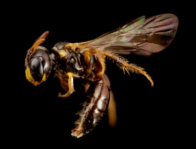 bee species wide face, m, brazil, side 2014-08-08-12.27.03 ZS PMax