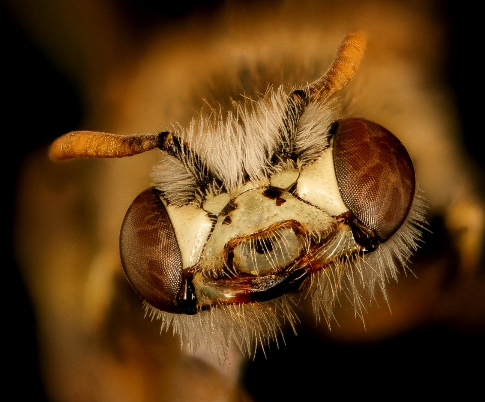 Calliopsis sp., m, face, Cochise Co., AZ 2017-03-15-12.48