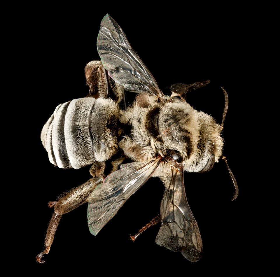 Melitoma taurea, m, back, Baltimore City Co., MD 2016-03-16-00.51