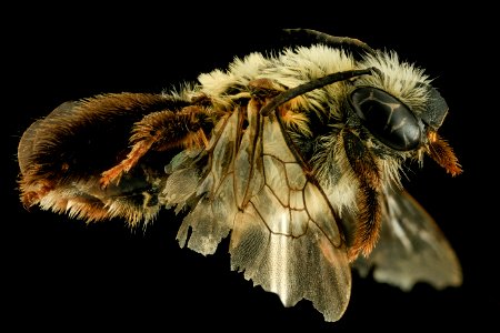 Eucera rosae, F, Side, MD, St Mary's County 2014-02-11-17.48.24 ZS PMax photo