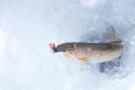 Pulling in a rainbow trout. photo