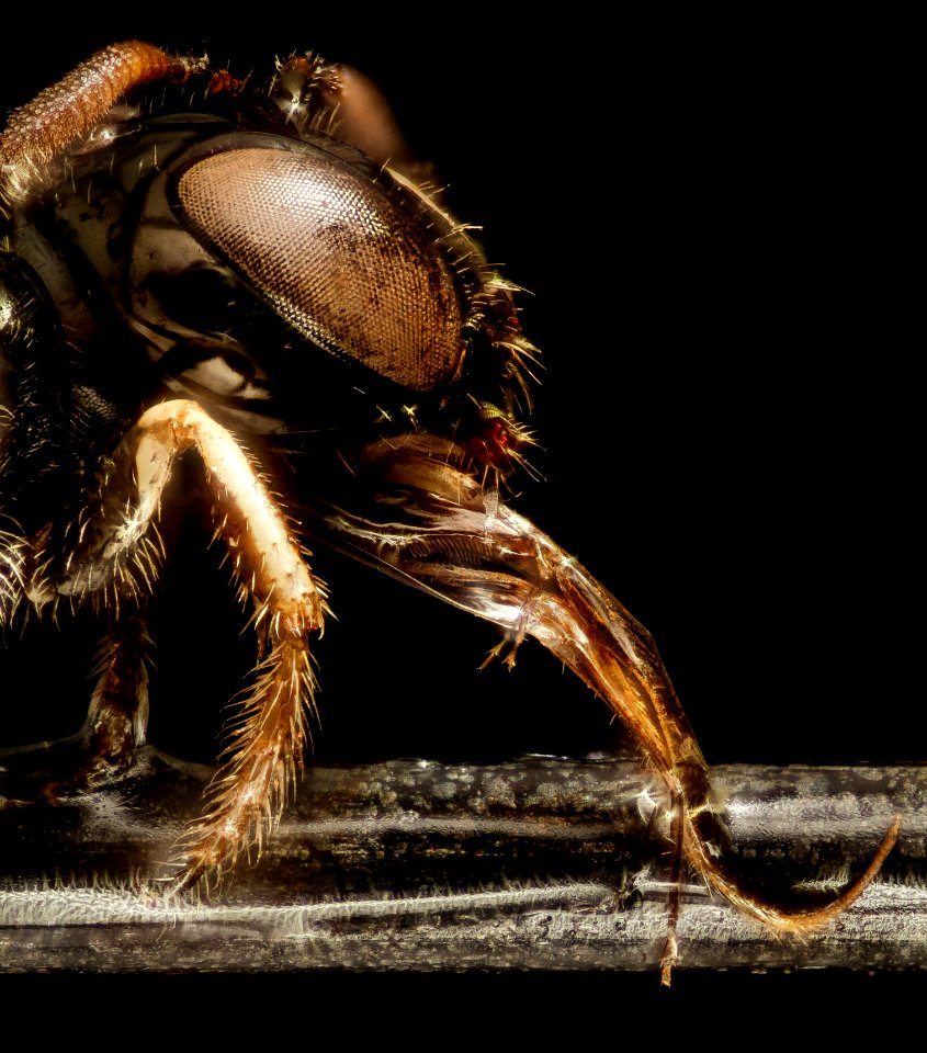 Ceratina arizonensis, side, california, santa barbara 2015-04-20-12.12.00 ZS PMax