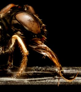 Ceratina arizonensis, side, california, santa barbara 2015-04-20-12.12.00 ZS PMax photo