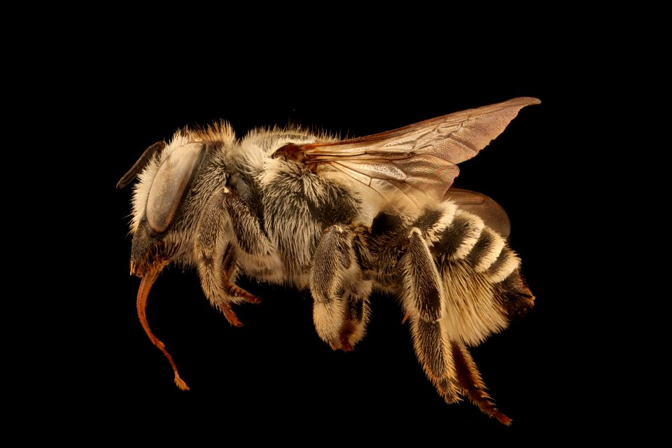 Megachile brevis onobrychidis, f, left, Yolo Co., CA 2019-03-22-20.38.24 ZS PMax UDR