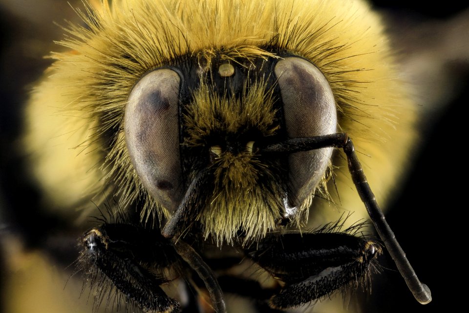 Bombus rufocinctus, M, face, Park Co., Wyoming 2014-01-16-15.10