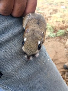 Stephens' kangaroo rat is a federally endangered species