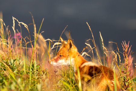 Red fox at Izembek Lagoon