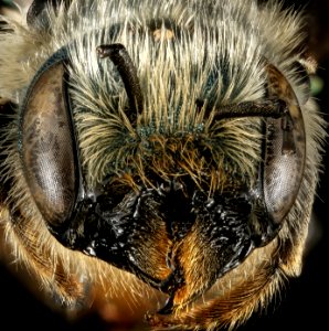 Osmia georgica, f, face, Talbot Co, MD 2016-02-02-13.23
