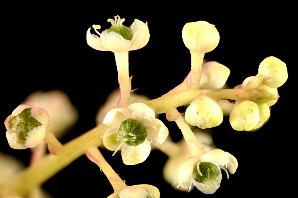 Phytolacca americana, Pokeweed flowers, Howard County, MD, Helen Lowe Metzman 2017-09-13-18.05