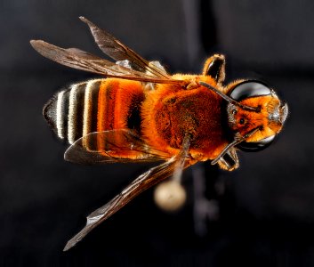 Megachile lanata, female, back 2012-06-26-16.24