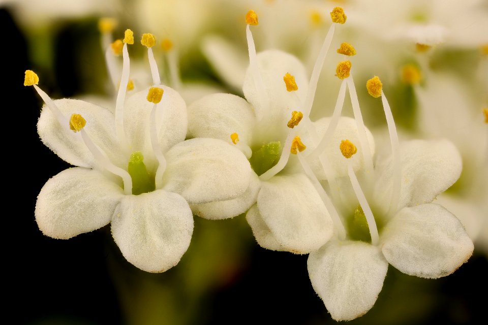 Viburnum prunifolium, flr. close-up, Black Haw, Howard County, Md,  2018-05-17-23.00.24 ZS