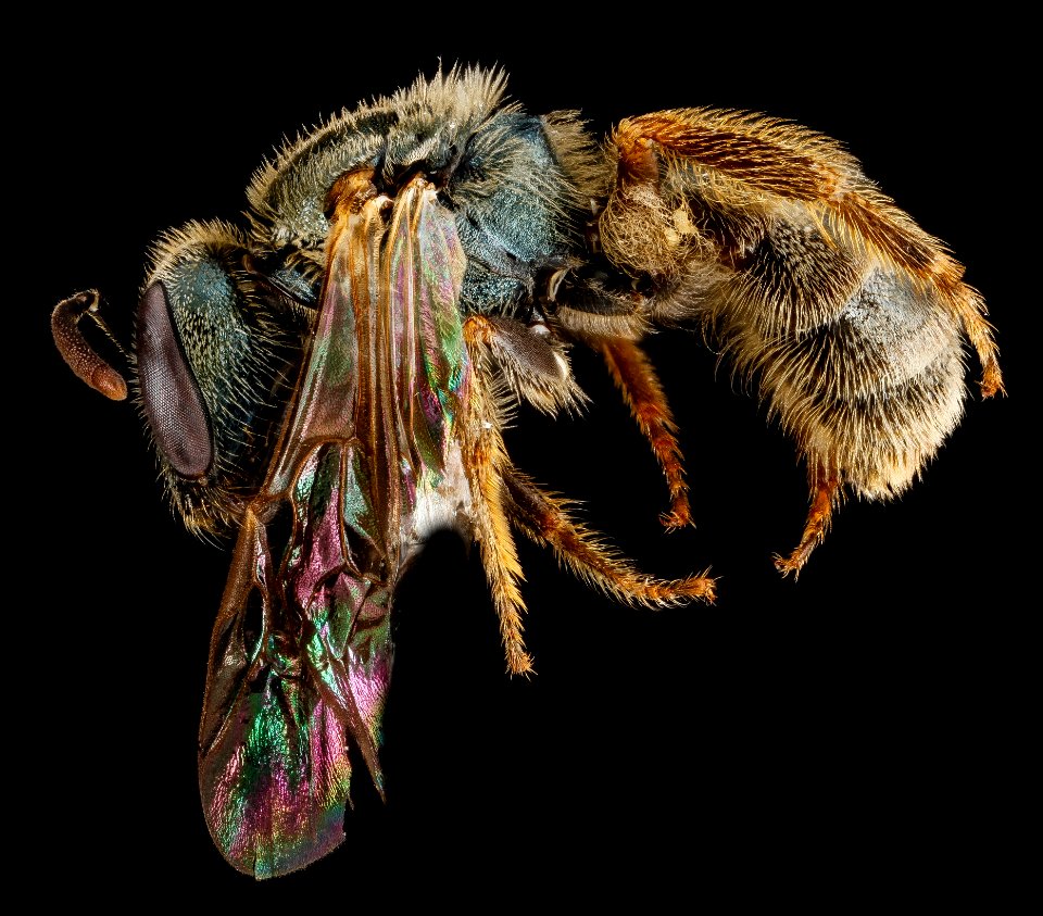 Lasioglossum floridanum, F, side, Georgia, Camden County 2013-02-22-18.38.33 ZS PMax