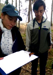 Service biologist, Karen Sinclair identifying sex of deceased Western monarch butterfly