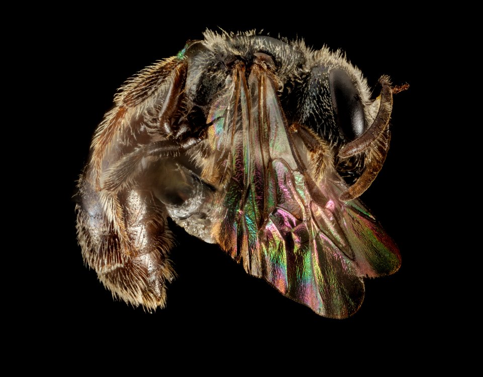 Lasioglossum platyparium, F, Side, MD, PG County 2014-08-26-12.39