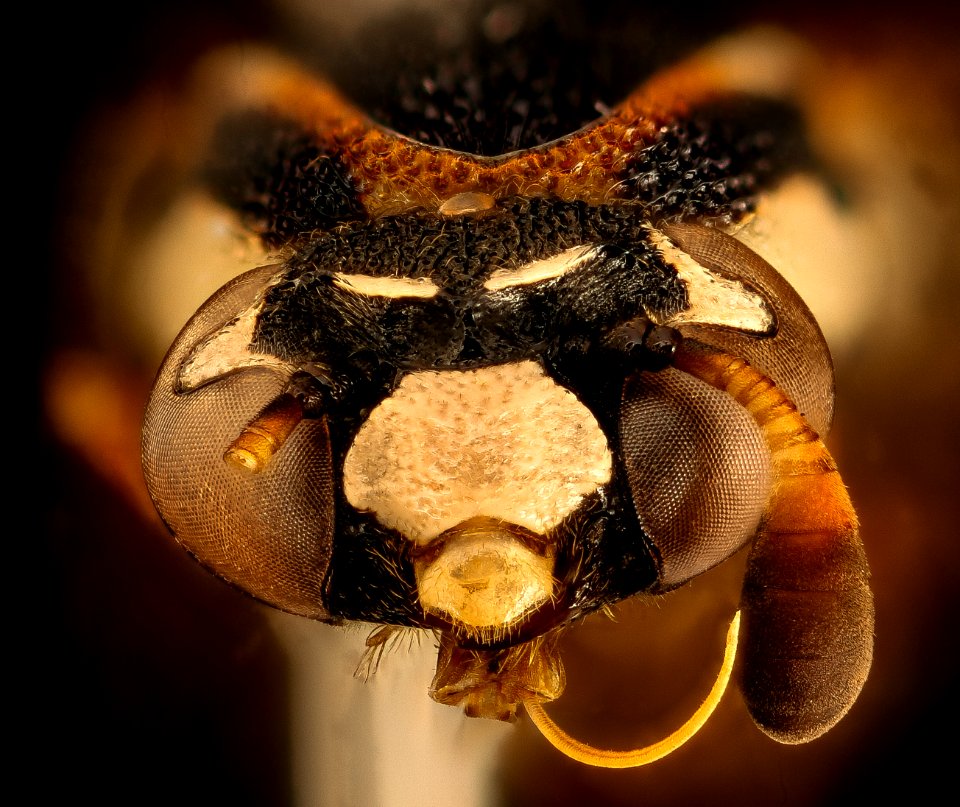Wasp, m, face, Kruger National Park, South Africa Mpumalanga 2018-11-20-12.34.05 ZS PMax UDR
