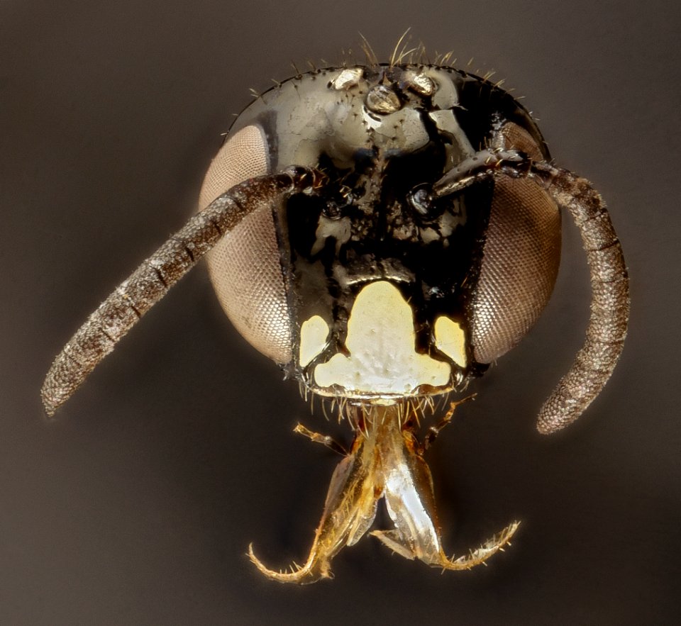 Ceratina rectangulifera, m, panama, face 2014-12-06-16.30.10 ZS PMax