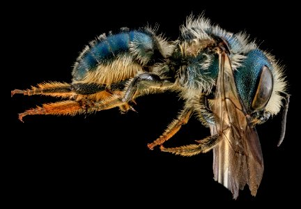 Osmia georgica, F, Side, Carroll Co. MD 2013-07-23-15.49.51 ZS PMax