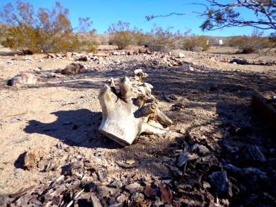 Washed Up Tree Stump photo