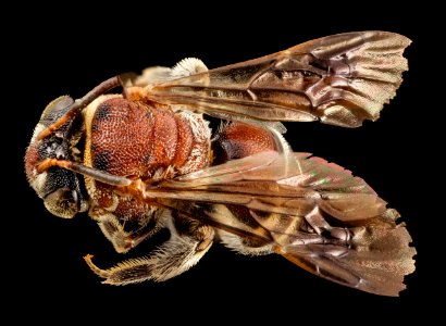 bee reddish, f, argentina, angle 2014-08-07-21.06.07 ZS PMax photo