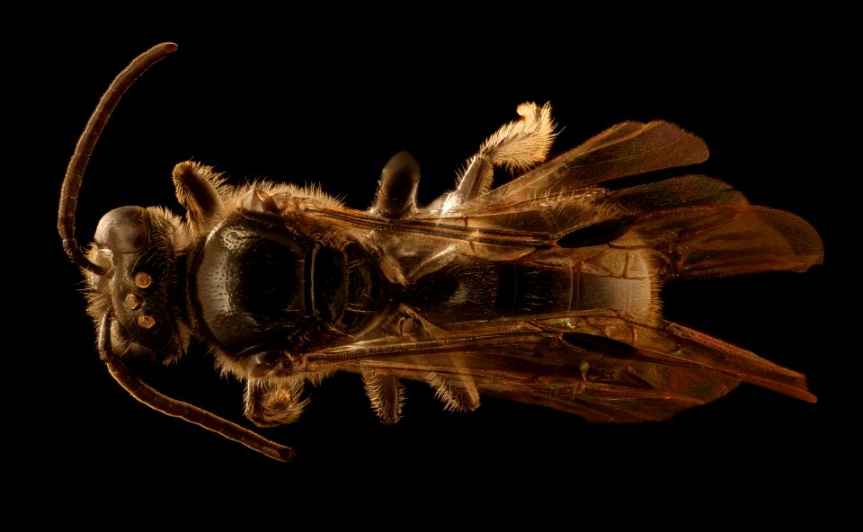 Chile species 23, m, back, Puenta la Escalera, Chile 2018-07-13-20.05