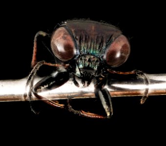 Beetle, U, face, Carroll Co., Maryland 2014-01-17-17.53