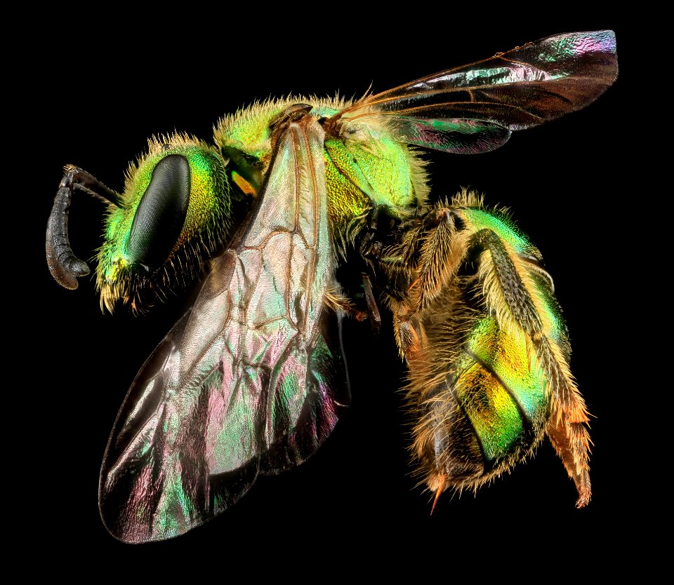Augochlorella aurata, F, Side, MD, Boonsboro 2013-07-01-15.12.41 ZS PMax