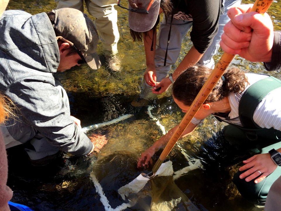 Surveying mussels