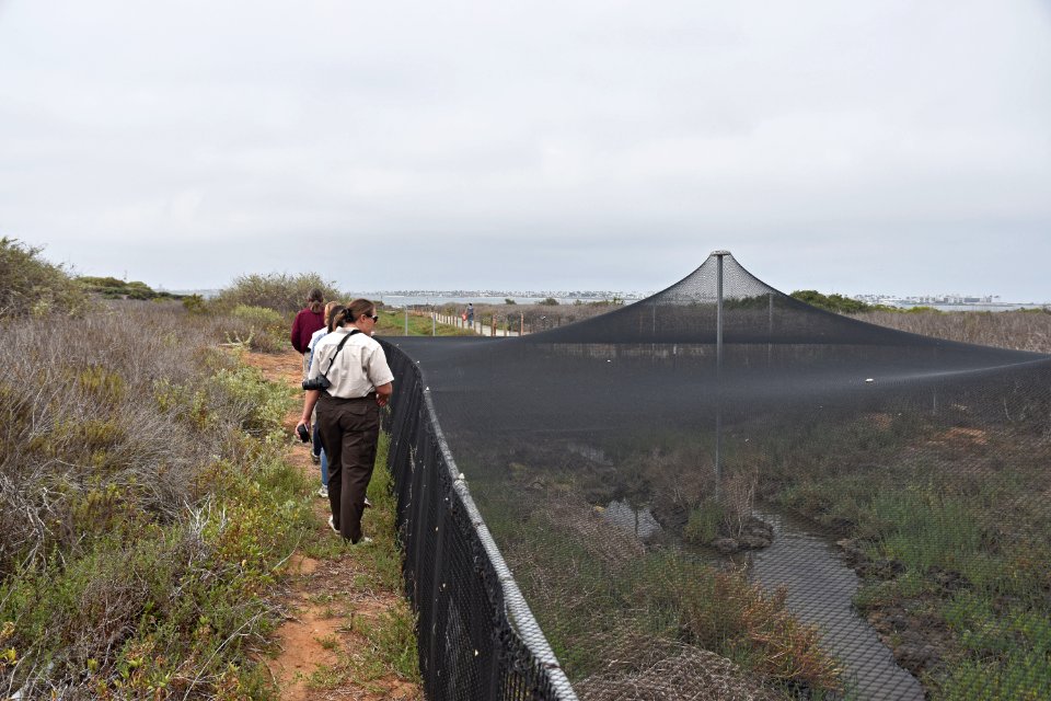 Captive-bred Ridgway's rail enclosures