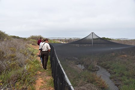 Captive-bred Ridgway's rail enclosures photo